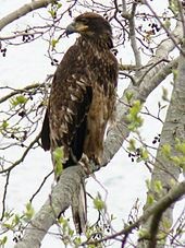Immature Bald Eagle
